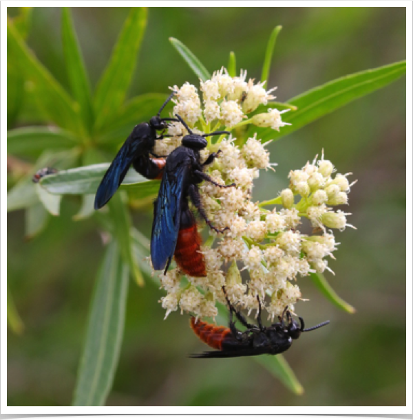 Blue-winged Wasp